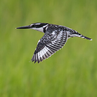 Lake Awassa - Flying Pied kingfisher